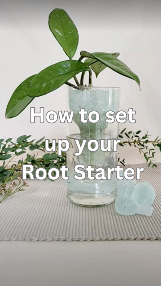 How to Set Up Your Hydroponic Glass Root Starter 🌿
