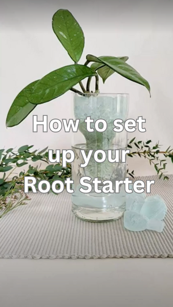 How to Set Up Your Hydroponic Glass Root Starter 🌿