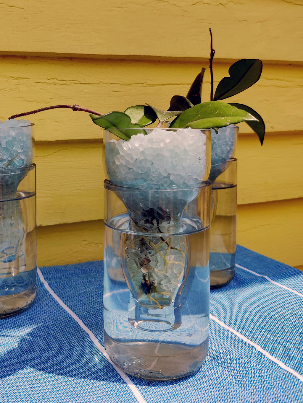 Upcycled Root Starter Vase