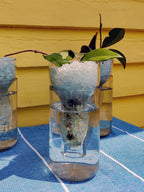 Upcycled Root Starter Vase