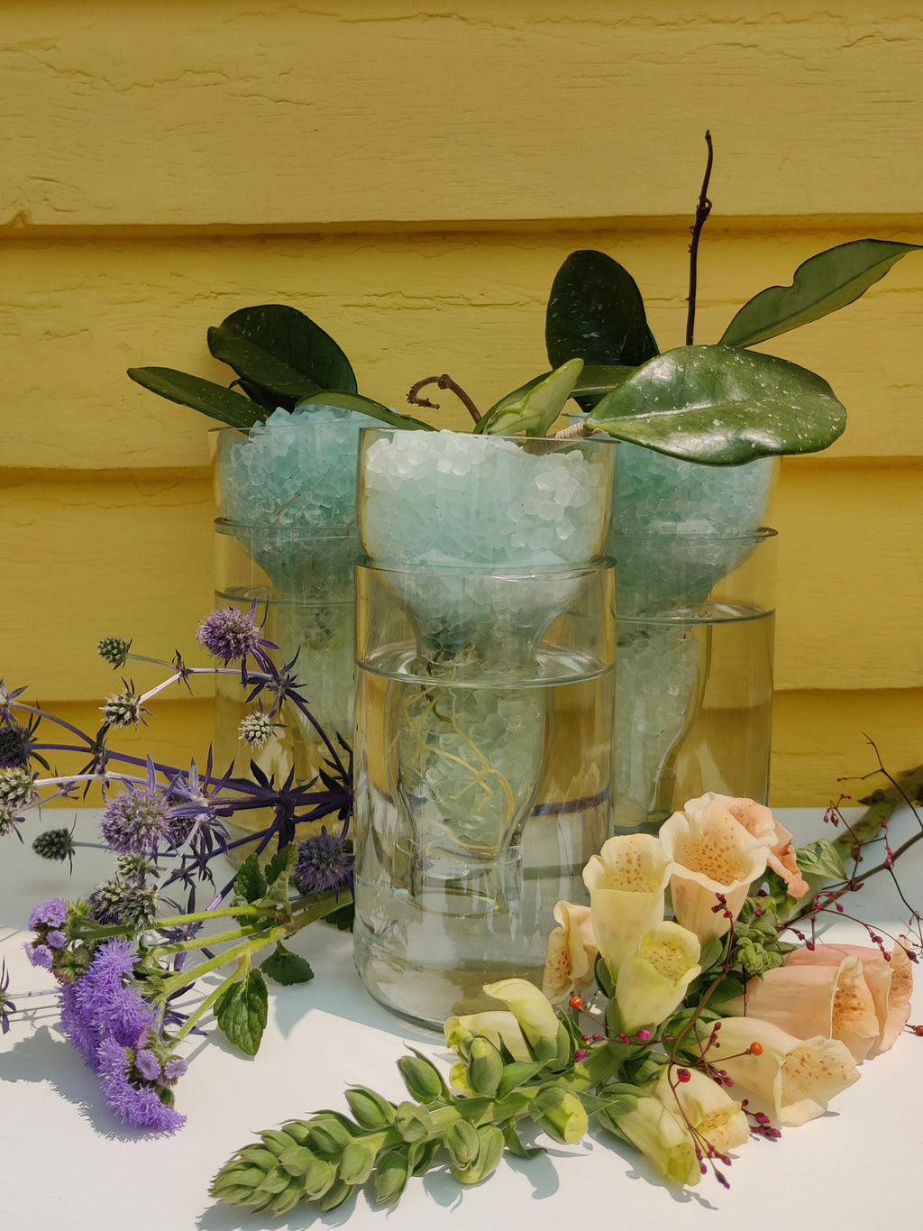Hydroponic Root Starter Vase Happy Planting