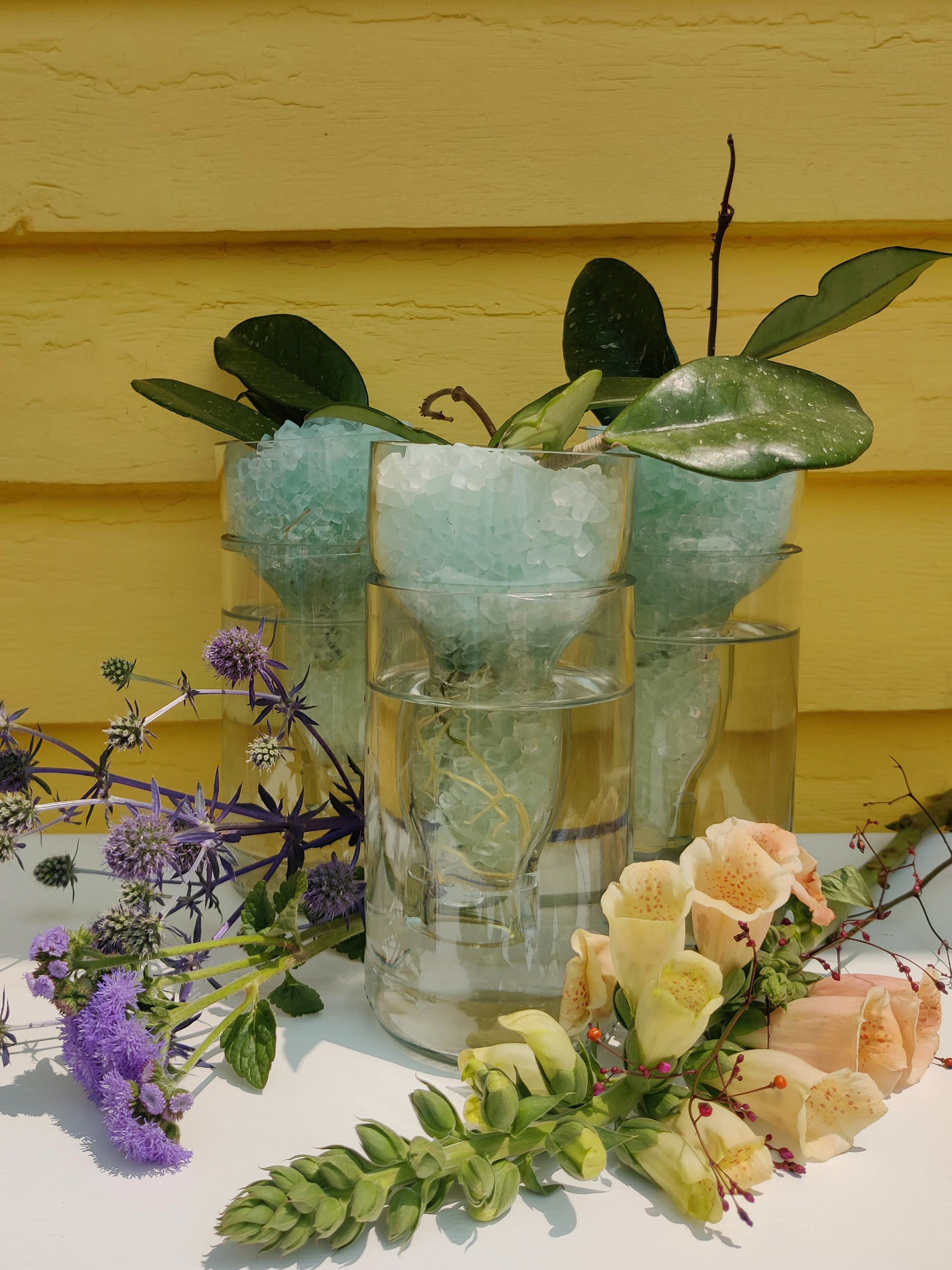 Hydroponic Root Starter Vase Happy Planting