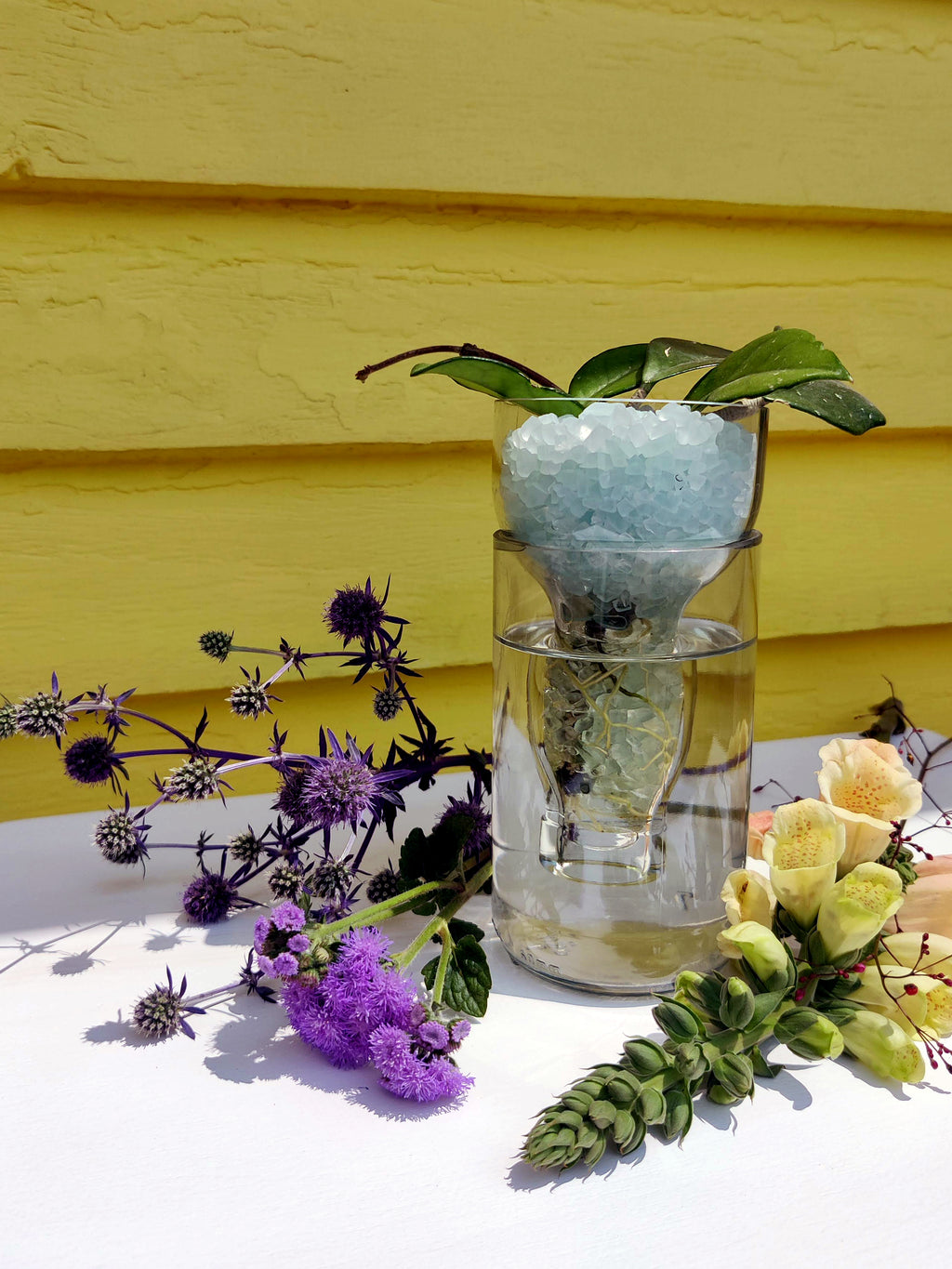 Hydroponic Root Starter Vase