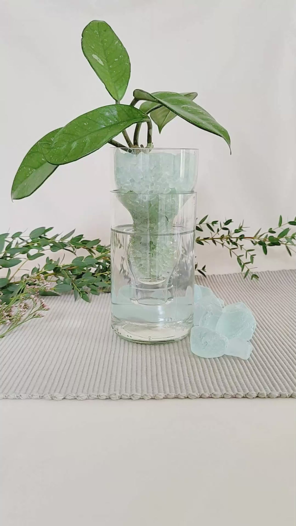 Hydroponic Root Starter Vase
