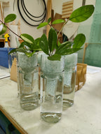 Upcycled Glass Root Starters Elora at Hanscomb Glass